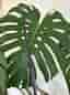 Sjuårig monstera i kruka