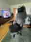 Gamingstol Noblechairs Hero TX Antracitgrå