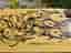 Loaded Poke longboard skateboard