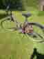 Damcykel Powerbike