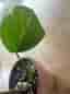 Monstera Albo variegata planta