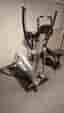 Crosstrainer Abilica Winstride
