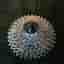 SRAM PG-1050 10-delad kassett 12-36