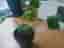 ### Monstera Växter ###