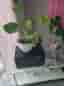 ### Monstera Växter ###