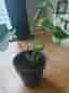 ### Monstera Växter ###