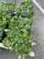 Marktäckande gröna plantor i brickor ( växtmatta)