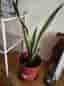 Snake plants