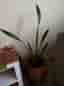 Snake plants