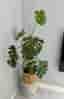 Stor Monstera 130cm inkl kruka