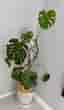 Stor Monstera 130cm inkl kruka