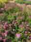 Röd Rosenspirea ( Spiraea x bumalda Anthony Water )