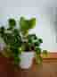 Pilea Elephant Ear Houseplant in White Pot