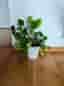 Pilea Elephant Ear Houseplant in White Pot