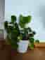 Pilea Elephant Ear Houseplant in White Pot