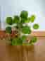 Pilea Elephant Ear Houseplant in White Pot