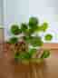 Pilea Elephant Ear Houseplant in White Pot