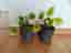 Two Pilea Elephant Ear Houseplants in Grey Pots