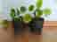 Two Pilea Elephant Ear Houseplants in Grey Pots