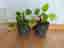 Two Pilea Elephant Ear Houseplants in Grey Pots
