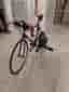 Elite Direto cykeltrainer + kolfibercykel Ultegra