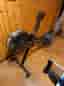 Concept2 roddmaskin med PM5-display