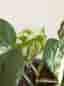 Monstera variegata krukväxt i kruka