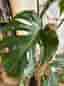 Monstera variegata klätterväxt i kruka
