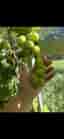 Vindruvor plantor Kyoho von Botrus