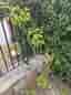 Syren planta