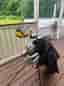 Golfset med bag och klubbor. F9 driver och TaylorMade järnset
