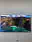 LG 55" G4 OLED evo 4K TV - nyskick + LG-stativ