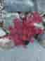 Japansk lönn lila/röd i kruka