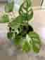 Monstera adansonii variegata med kruka
