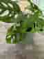 Monstera adansonii variegata med kruka