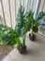 IKEA FEJKA konstgjord Monstera krukväxt 19 cm svart kruka