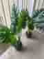 IKEA FEJKA konstgjord Monstera krukväxt 19 cm svart kruka