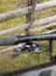 Scott Spark  RC Team Issue 2024, Medium, AXS, MTB Kolfiber