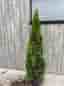 Tujor / Thuja häckplantor gröna 160-180cm