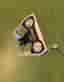 Scotty Cameron Phantom 9.2R