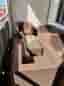 Melly & Garden loungegrupp konstrotting brun