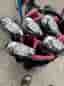Golfset, bag vagn klubbor dam