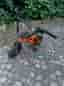 Mini bmx wildcat