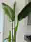 Stor Paradisfågelblomma med vit designkruka.