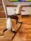 Gunghäst/Rocking Horse