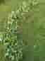 Hallonplant
