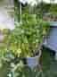 Hallonplant