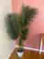 166 cm Artificial Palm - pot included