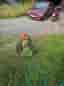 cylinderklippare suffolk super punch
