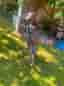 Monark damcykel stadscykel 28" M